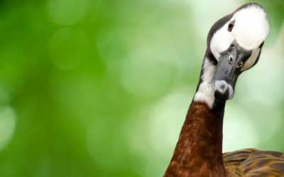 Vaccination et doutes… raisonnables ?